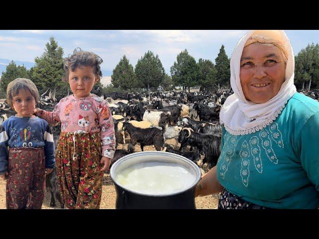 HERD OF 1000 GOATS !!! NATURAL LIFE OF NOMADS | DOCUMENTARY 4K