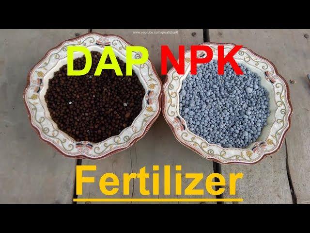 How to Use NPK and DAP Fertilizer | When to Use Fertilizer | Fertilizer for Plants