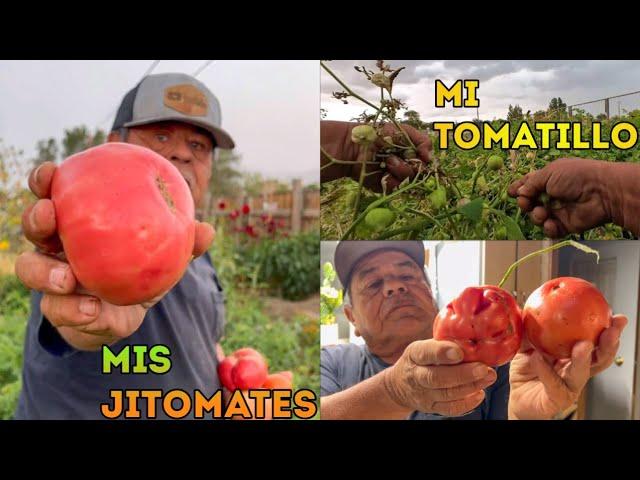 Nos Llego Una Tormenta De Agua A Plena Pisca De Tomatillo Y Jitomates!