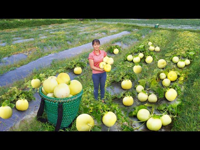 Harvesting Yellow Melon Go to countryside market sell - Take care of ducks || Free Bushcraft