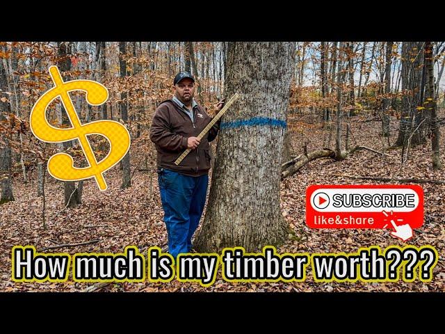 How MUCH is my TIMBER actually WORTH??? MULE LOGGING #169