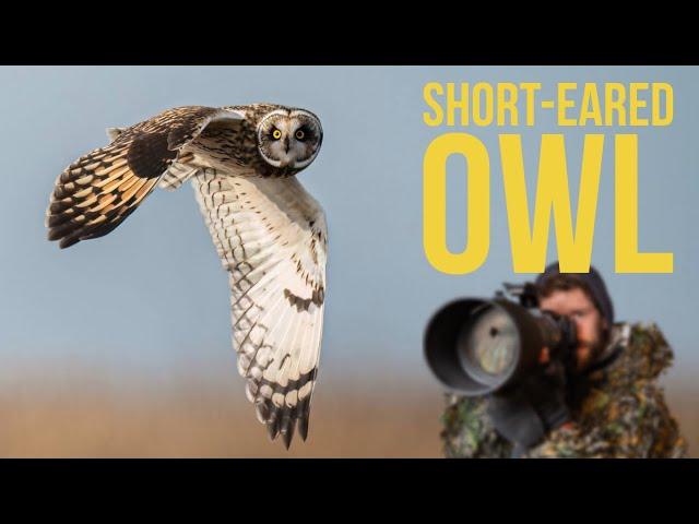 Photographing OWLS using Nikon Z9 | Camera Settings to get SHARP images | Wildlife Photography