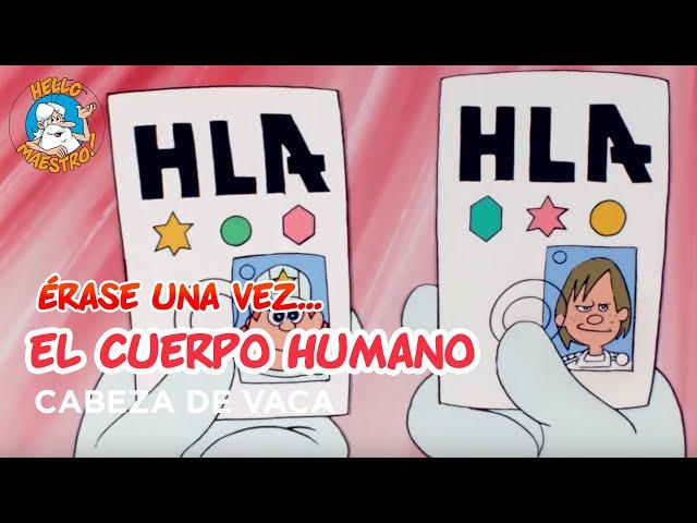 Erase Una Vez... El Cuerpo Humano - La médula osea