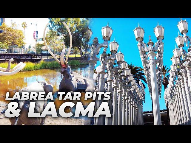 Walking Los Angeles : La Brea Tar Pits and LACMA (Los Angeles County Museum of Art)