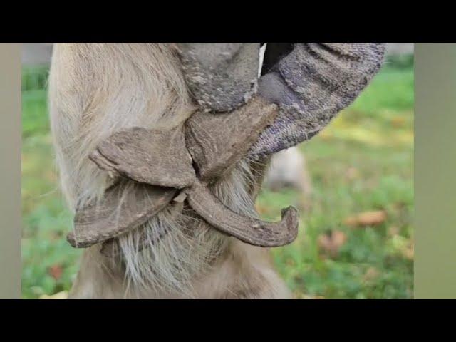 UGLIEST Horse chestnut REMOVAL, ergot removal, equine skin care, oddly satisfying #horse #skin #odd
