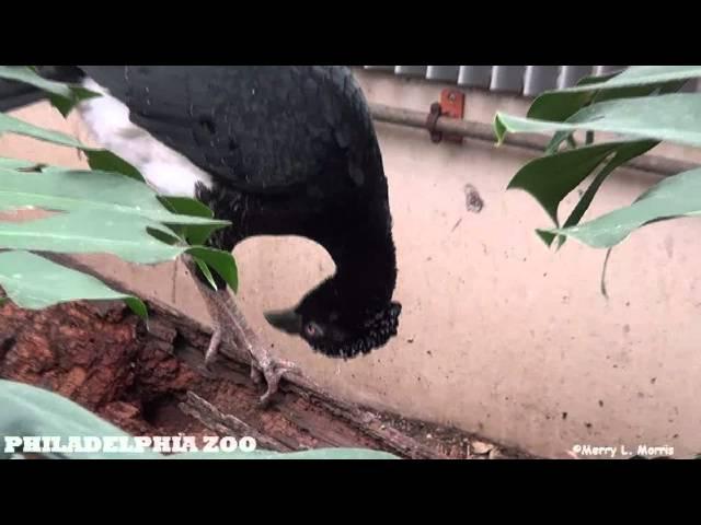 Philadelphia Zoo Gertie Gives Herself a Pedicure