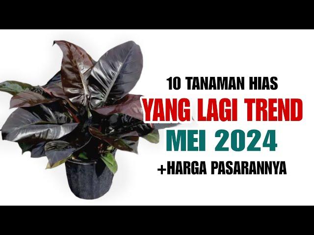 10 Tanaman Hias Yang Lagi TREND di bulan MEI 2024