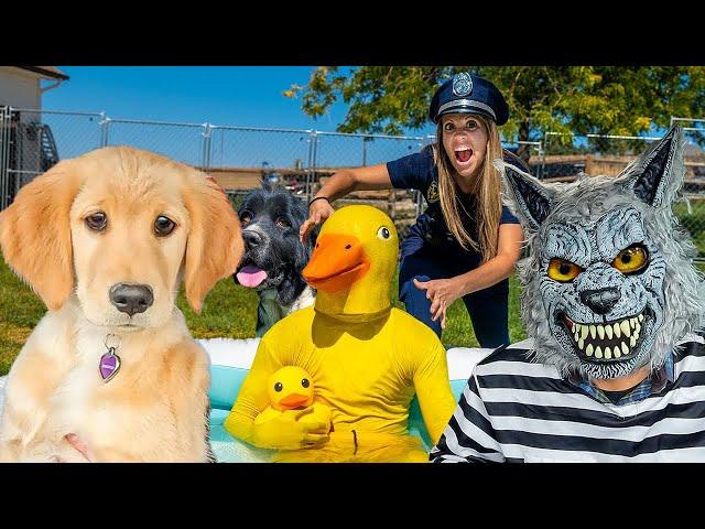 Police Saves Puppy from Rubber Ducky and Wolf in Car Ride Chase!