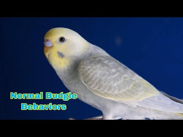 Normal Budgie Behaviors