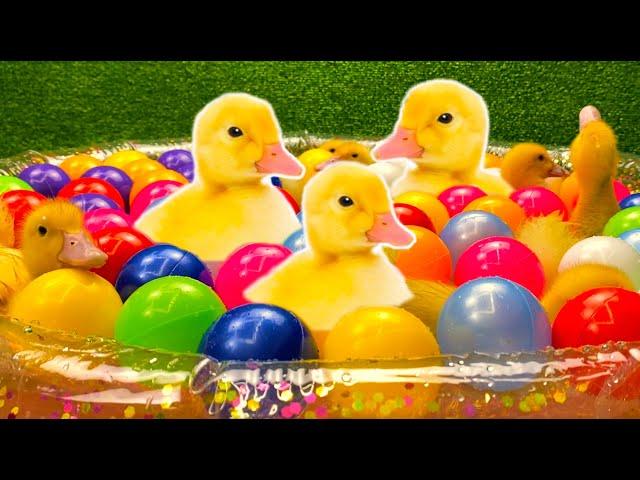 Ducklings in the pool among colorful balls