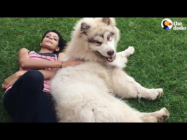 GIANT Dog Thinks He's a Lap Dog | The Dodo