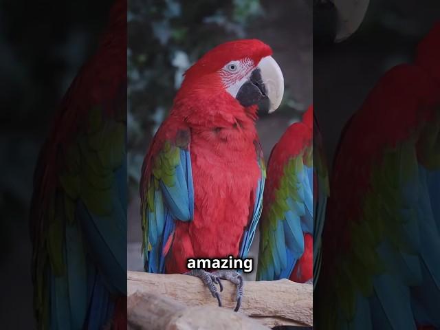  5 Amazing Parrot Facts You Won't Believe! #parrot   #petparrot  #natureshorts  #wildlife #animals