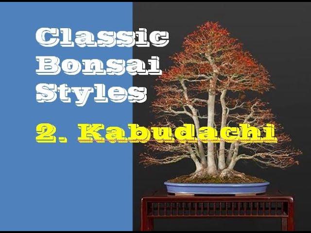 Kabudachi II Classic Bonsai Styles