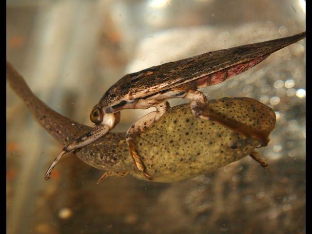 Aquatic Insects: Voracious predators, architects, and environmental indicators