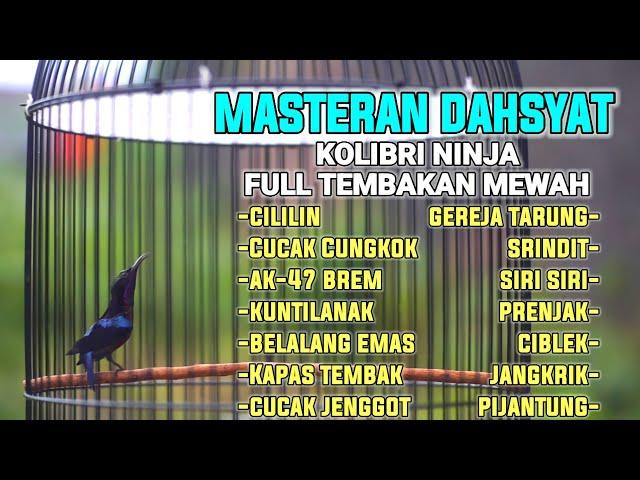 MASTERAN DAHSYAT KOLIBRI NINJA TERBAIK FULL MATERI TEMBAKAN  COCOK BUAT PANCINGAN AGAR CEPAT GACOR