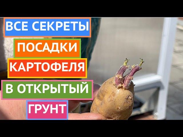 КАК СОБРАТЬ В ДВА РАЗА БОЛЬШЕ УРОЖАЯ КАРТОШКИ? ПОСАДИТЬ ЕЕ ТАК!