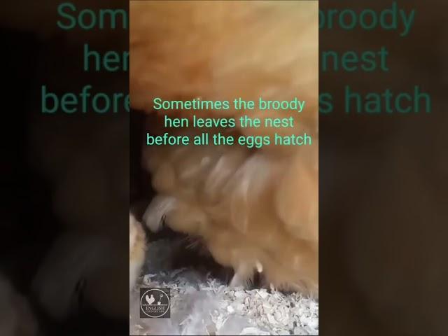 Why we have a Brinsea incubator to support our broody hens