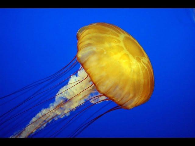 Дикая природа Медузы монстры   Документальный фильм National Geographic
