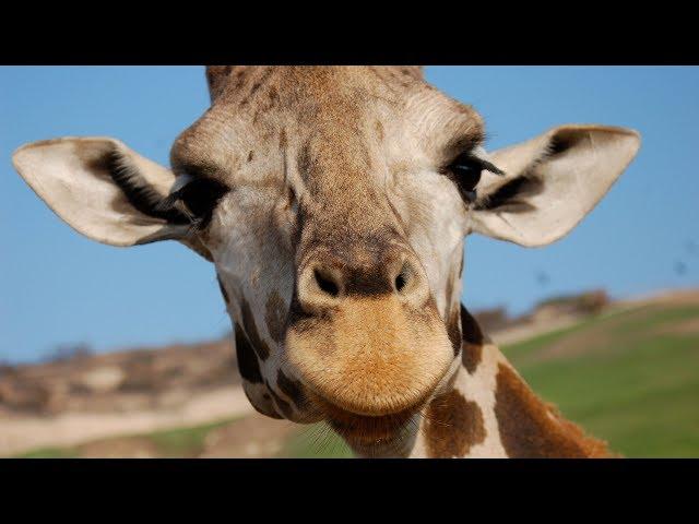 San Diego Zoo Safari Park
