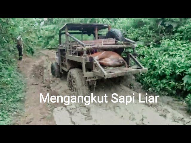 Pengangkutan Sapi Liar  #shorts