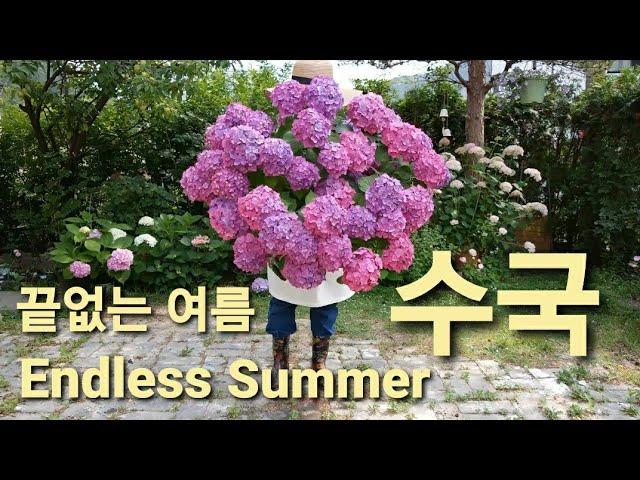 엔드레스썸머 수국/ Endless summer hydrangea/ 수국 정원/ 여름 수국/ 주택살이