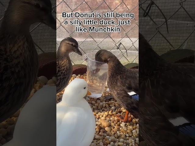 Happy Mothers Day Munchkin!!#PetMom #Ducks #PetDucks #MothersDay #FarmAnimals #Shorts #Animals