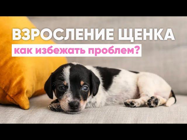 В вашей жизни появился ЩЕНОК  Какие ПРОБЛЕМЫ могут возникнуть в воспитании и как их РЕШИТЬ