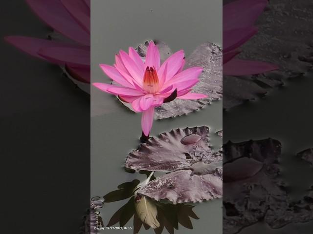 Beauty of nature Capture with Vivo x200 Pro #ytshorts #mobilephotography #lotus #vivox200pro