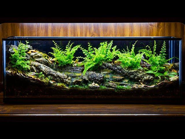 Temperate Forest Creek Runoff Vivarium (DIY)