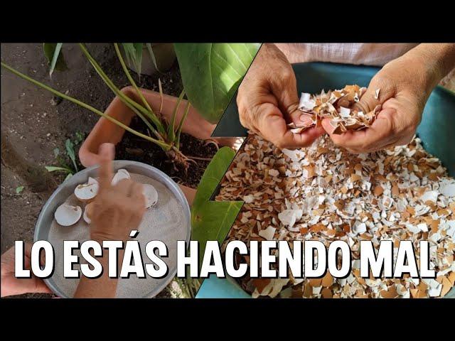 como aplicar Calcio de CONCHA DE HUEVO de forma correcta para obtener grandes CANTIDADES DE FRUTOS