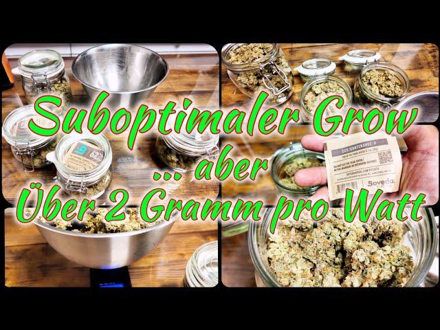 Grow-Report FINALE - Ernte, Trocknung, Fermentierung & abwiegen | Leichte LAGERUNG mit IKEA & Boveda