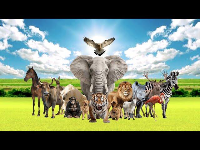 Wild Animal Sounds - Horse, Cow, Duck, Dog,  Hen, Elephant, Sheep, Horse