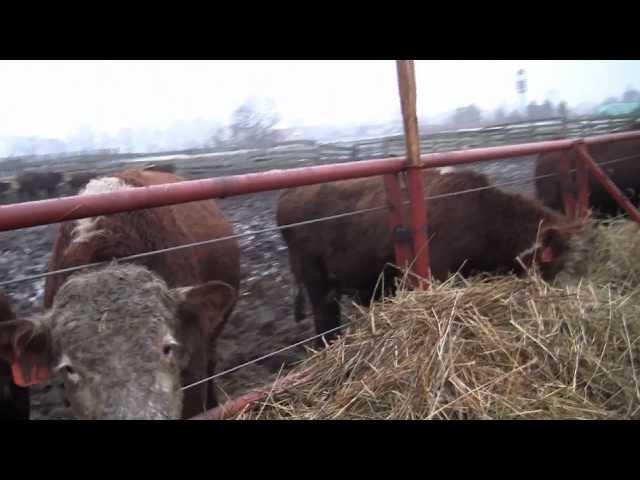 ФХ "ДИК" Содержание мясного КРС. Мясной скот на откорме. Откорм бычков.