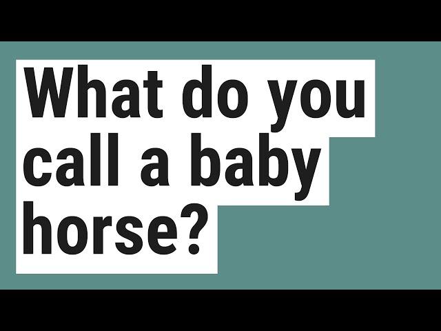 What do you call a baby horse?