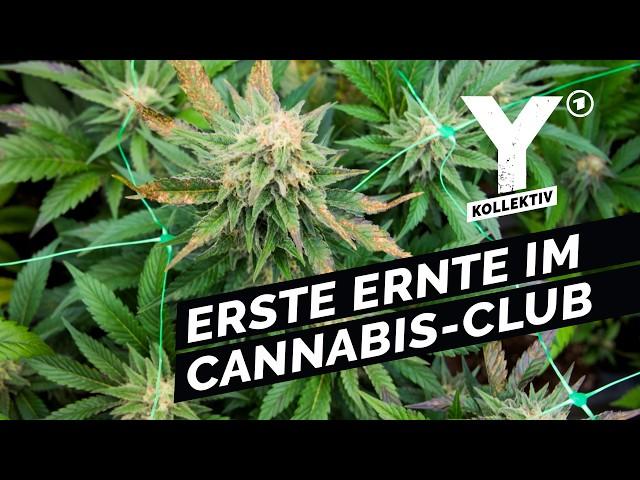 Cannabis Social Club: Einfach legal Kiffen? | Y-Kollektiv