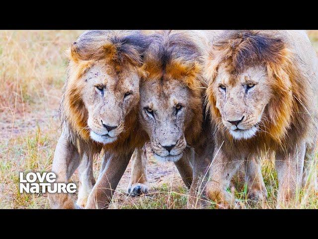 Rogue Male Lion Trio Prepares to Take Down Nsefu Pride Alphas