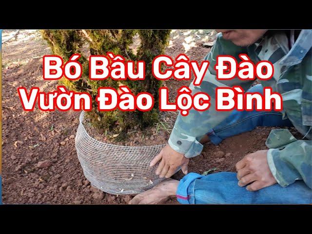 Phần 3: Bó bầu cho cây đào tết tháng 10ÂL, để tết không bị héo hoa.