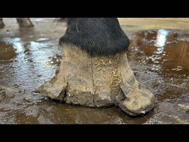 DEFORMED HOOF Treatment and Horseshoe