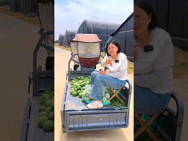 Beautiful fresh cucumber harvesting from farm  #shorts #cucumber #youtubeshorts