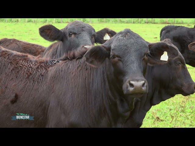 BIENESTAR ANIMAL - AGROGANADERA LA FLECHA