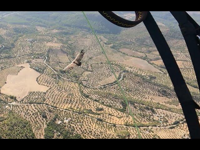 Die Geier von Algodonales - paragliding with vultures