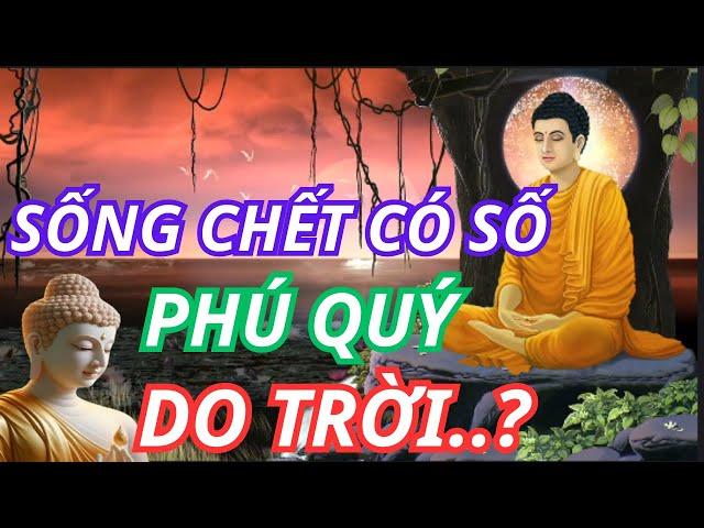 Sống Chết Có Số, Phú Quý Do Trời - Hay Do Con Người Lựa Chọn | CUỘC SỐNG SUY NGẪM