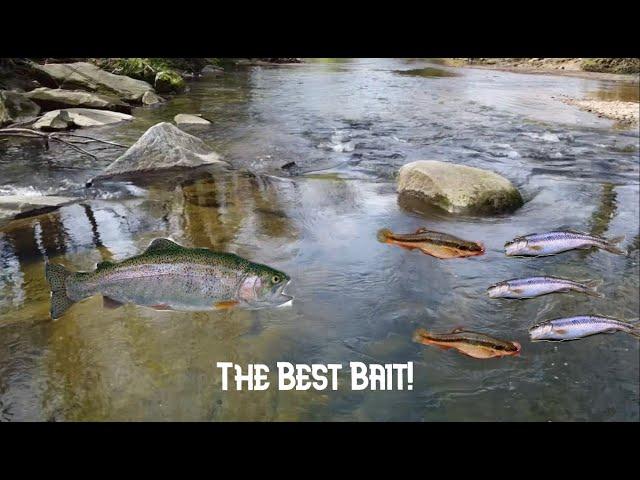 How to Catch the BEST Trout Bait For FREE! (Fishing Using Live Minnows for Rainbow and Brown Trout)