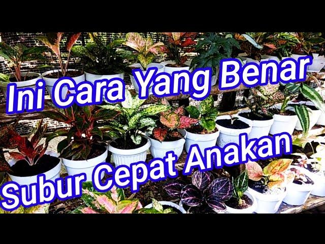 Tips Merawat Aglaonema Agar Tumbuh Subur