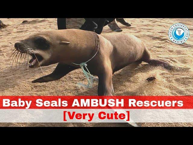 [Very Cute] Baby Seals Ambush Rescuers