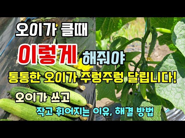 오이가 달리기 시작할때 이렇게하면 오이 많이 수확할 수 있습니다 오이가 작고 휘어지고 쓴이유 해결방법 #오이농사 #오이키우기