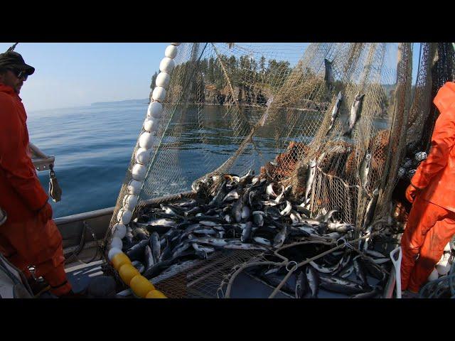 Salmon Seining - A Couple Nice Sets!