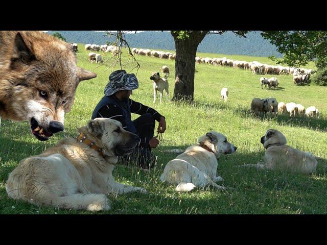 ÇOBANLARIN BAŞINA BELA OLAN KURTLAR ! ( LADİK / TATLICAK KÖYÜ YAYLASI ) HD BELGESEL - KANGAL KURT