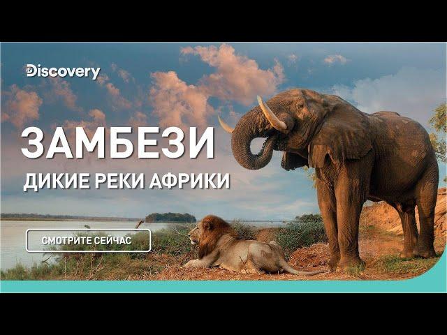 Замбези | Дикие реки Африки | Discovery Channel