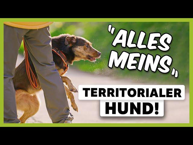 Territoriale AGGRESSIONEN beim Hund: Wie du das Verhalten endlich STOPPST [LIVE BEISPIEL]